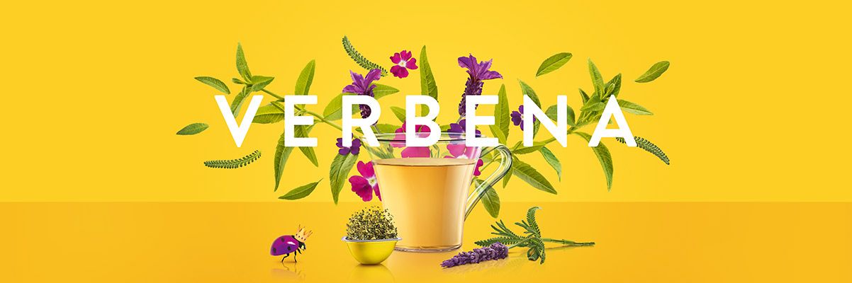 Verbena